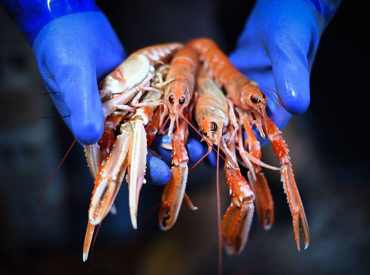 Los pescadores de Pittenweem, un pequeño pueblo costero en el sureste de Escocia, esperaban retomar el control de la pesca en sus aguas gracias al Brexit. Pero las divisiones políticas que agitan al gobierno y al parlamento británico empiezan a hacerles dudar. «Quiero que salgamos, si es posible mañana; nuestras aguas son para nuestros propios peces», dice un pescador septuagenario, que recuerda los días anteriores a la entrada de Reino Unido en la UE, en 1973. En las imágenes el arrastrero 'Scotia Star' faena en las costas escocesas