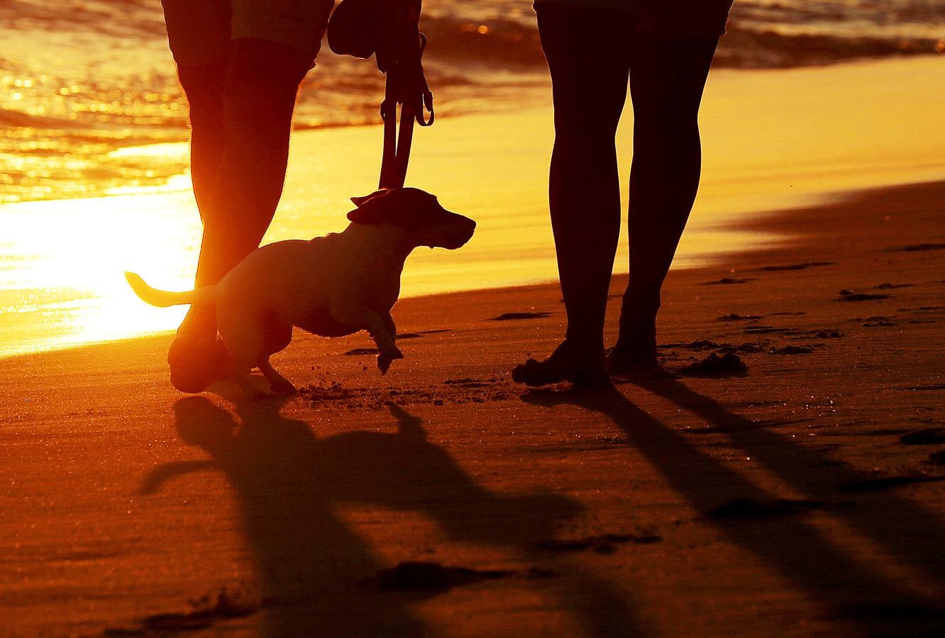 Hoy comienza el verano austral. Pero las playas de Río de Janeiro ya están llenas de bañistas desde hace unas semanas. Y es que el calor aprieta. El martes los termómetros alcanzaron 40,7 grados en la zona oeste de la ciudad, en el que ha sido el día más caluroso en varios años, con una sensación térmica de 45 grados. El mar está calmado y apenas hay olas en las transparentes aguas. Las imágenes han sido tomadas en la Floresta de Tijuca, el bosque urbano más grande del mundo, y en los arenales del oeste de Río.