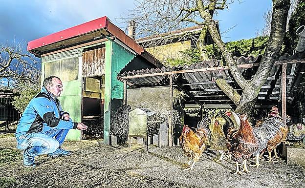 Raúl Sáez de Ibarra ofrece pienso a sus capones de ocho meses y casi cinco kilos de peso en su granja-huerta de Durana. 