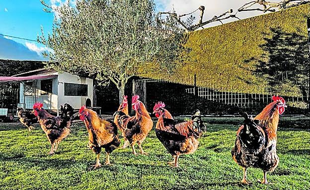 Imagen principal - Los pollos campan a sus anchas hasta el atardecer. Las aves de corral, atractivo en el mercado. El avicultor carga la jaula en la plaza de España. 
