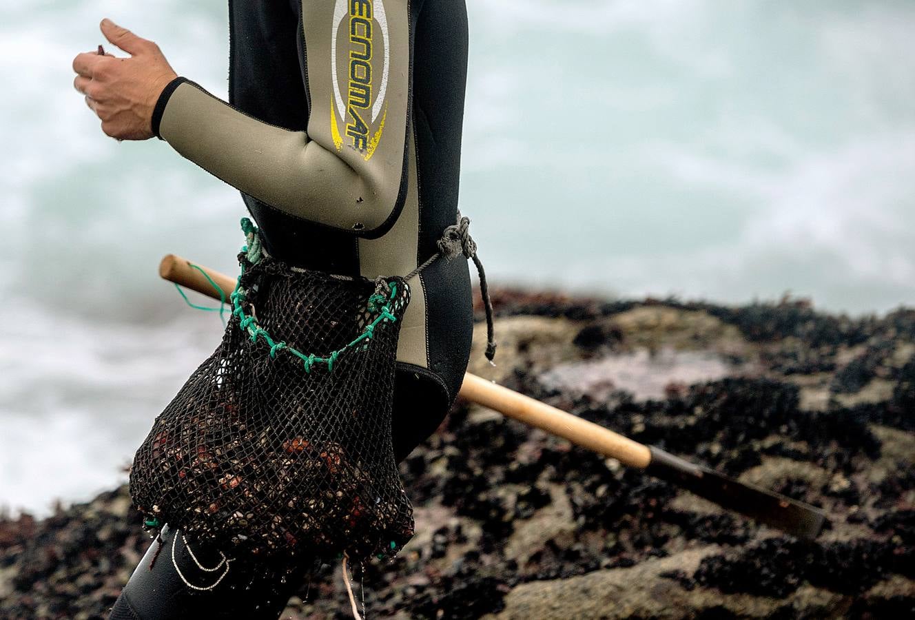 Tal vez sean las rocas o la bravura del mar. Los percebes de cabo Roncudo, en la llamada Costa de la Muerte, son los mejores del mundo. Y también los más caros. Los percebeiros arriesgan sus vidas encaramándose a las rocas cubiertas de lapas y minchas, entre el rugido de heladas olas batiendo los acantilados. Solo les está permitido faenar tres horas al día: dos horas antes de la bajamar y una después. En invierno se pueden capturar hasta cinco o seis kilos de percebes al día.