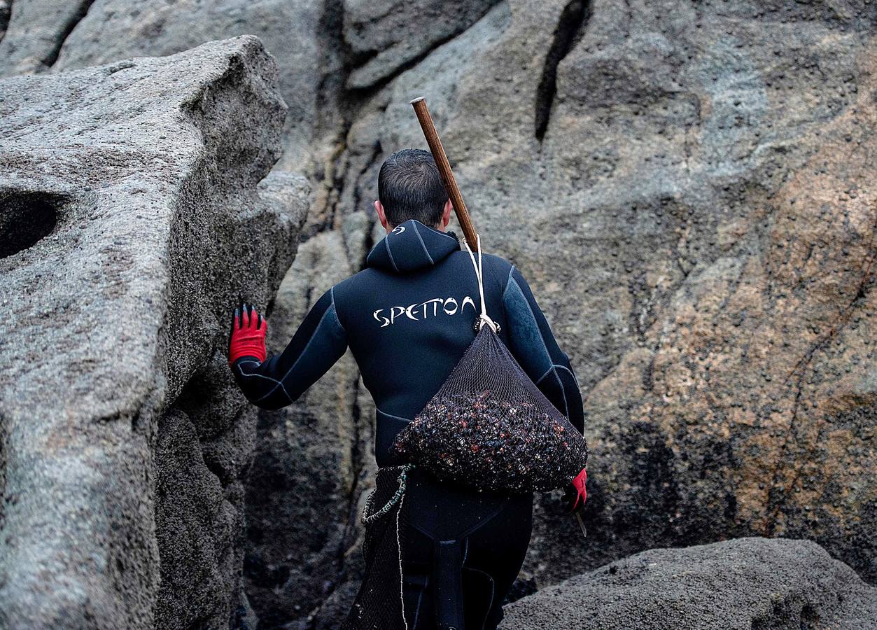 Tal vez sean las rocas o la bravura del mar. Los percebes de cabo Roncudo, en la llamada Costa de la Muerte, son los mejores del mundo. Y también los más caros. Los percebeiros arriesgan sus vidas encaramándose a las rocas cubiertas de lapas y minchas, entre el rugido de heladas olas batiendo los acantilados. Solo les está permitido faenar tres horas al día: dos horas antes de la bajamar y una después. En invierno se pueden capturar hasta cinco o seis kilos de percebes al día.