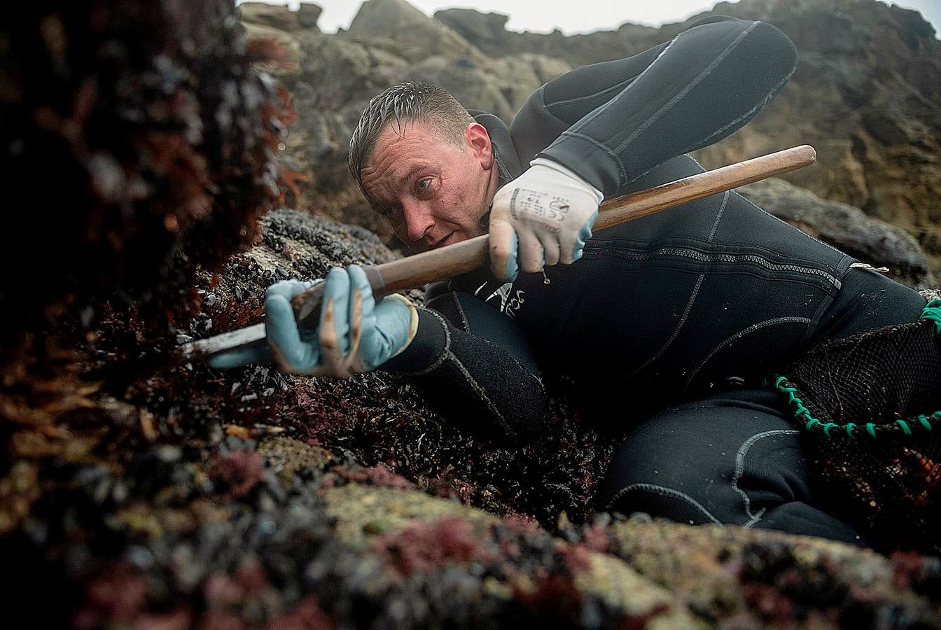 Tal vez sean las rocas o la bravura del mar. Los percebes de cabo Roncudo, en la llamada Costa de la Muerte, son los mejores del mundo. Y también los más caros. Los percebeiros arriesgan sus vidas encaramándose a las rocas cubiertas de lapas y minchas, entre el rugido de heladas olas batiendo los acantilados. Solo les está permitido faenar tres horas al día: dos horas antes de la bajamar y una después. En invierno se pueden capturar hasta cinco o seis kilos de percebes al día.