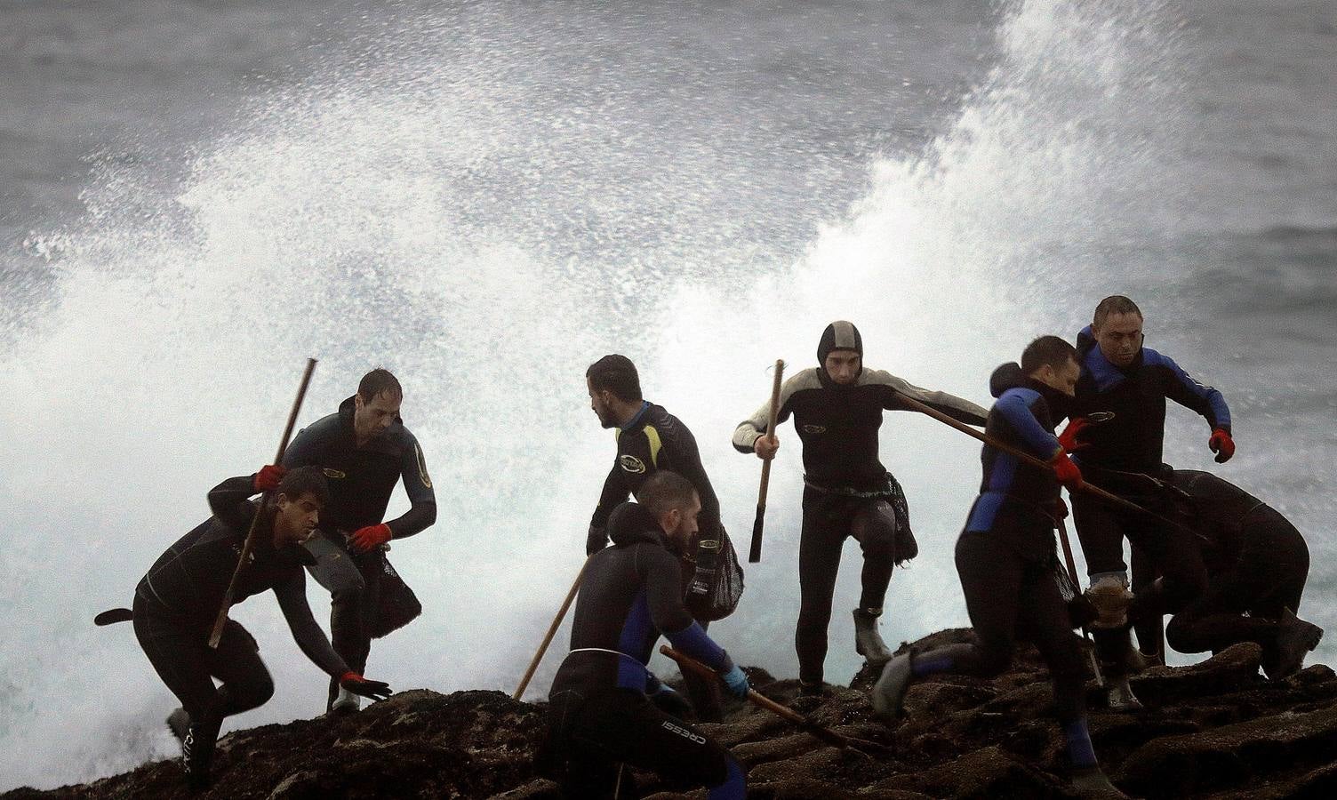 Tal vez sean las rocas o la bravura del mar. Los percebes de cabo Roncudo, en la llamada Costa de la Muerte, son los mejores del mundo. Y también los más caros. Los percebeiros arriesgan sus vidas encaramándose a las rocas cubiertas de lapas y minchas, entre el rugido de heladas olas batiendo los acantilados. Solo les está permitido faenar tres horas al día: dos horas antes de la bajamar y una después. En invierno se pueden capturar hasta cinco o seis kilos de percebes al día.