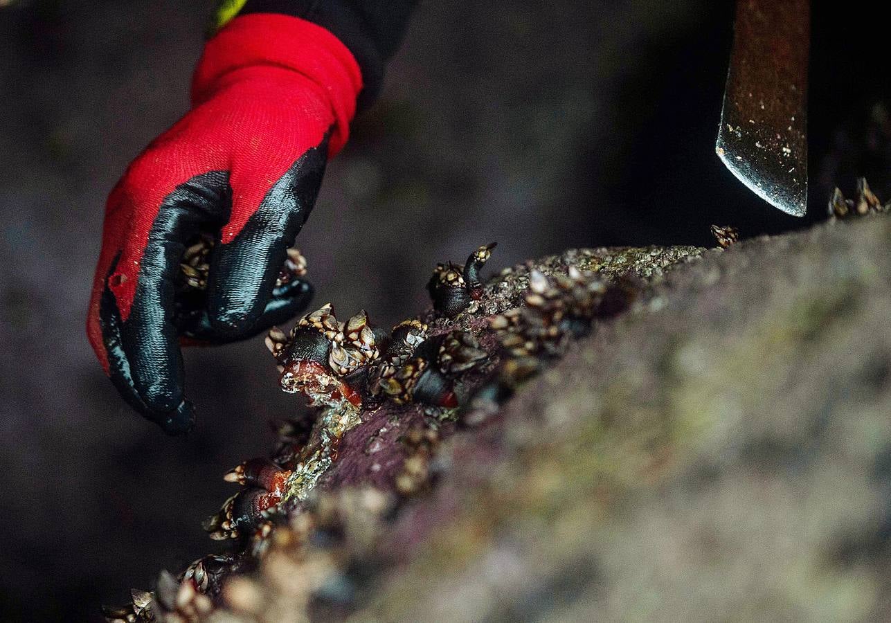 Tal vez sean las rocas o la bravura del mar. Los percebes de cabo Roncudo, en la llamada Costa de la Muerte, son los mejores del mundo. Y también los más caros. Los percebeiros arriesgan sus vidas encaramándose a las rocas cubiertas de lapas y minchas, entre el rugido de heladas olas batiendo los acantilados. Solo les está permitido faenar tres horas al día: dos horas antes de la bajamar y una después. En invierno se pueden capturar hasta cinco o seis kilos de percebes al día.