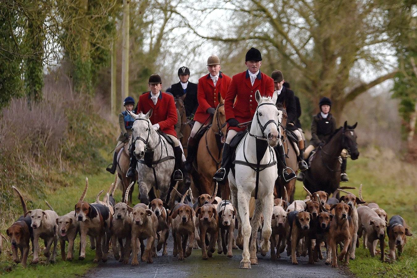 A diferencia de lo que sucede en Gran Bretaña, que mantiene la prohibición desde 2005, la caza del zorro es una actividad legal en los campos de Irlanda (en las fotografías vemos una partida en Kells, al norte de Dublín), y en las fechas navideñas esta tradición se mantiene tal como la practicaban nobles y terratenientes tiempo atrás. La elegancia es obligada tanto para caballos como para jinetes. Guarnicionería pulida, botas lustradas y sombrero y chaquetas rojas o negras, son tan habituales como las crines trenzadas.