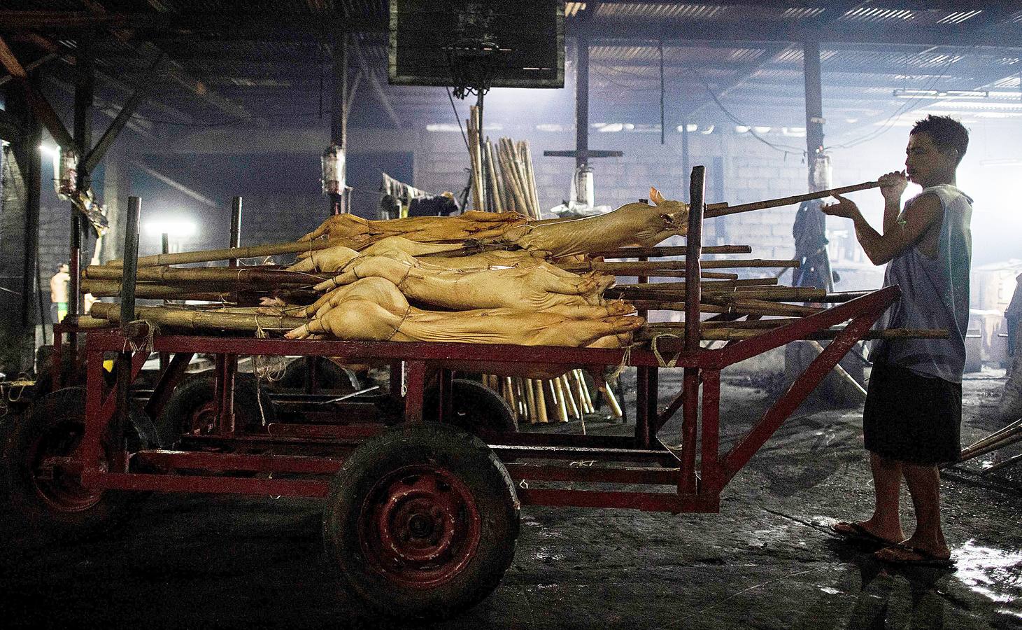 El territorio filipino está compuesto por más de 7.000 islas en las que se distribuyen los 100 millones de habitantes del país. Su complicada interconexión insular ha facilitado la aparición en el tiempo de una enorme variedad de lenguas y comidas locales. Una de ellas es el lechón relleno con papaya y hojas de tamarindo, que se pone a la brasa y se sirve con arroz acompañado con salsa de hígado. Los lechoneros (los vemos en las fotos) se dedican a girar el asado durante horas y lo bañan de tanto en tanto con agua de coco.