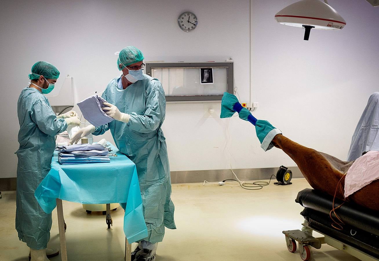 Cada año son hospitalizados unos 1.500 caballos en esta clínica creada en 1998, en Marcy-L'Etoile, cerca de Lyon. Los numerosos clientes de Clinequine, un centro-escuela veterinaria especializada en equinos, proceden de diferentes países, sobre todo de Suiza, Italia y España, y tiene pacientes muy diversos. Hay ejemplares de salto y de carreras que valen más de cuatro millones de euros, pero también atienden a burros y equinos de carga. Este año incluso han recibido un oso del zoo de Lyon. 