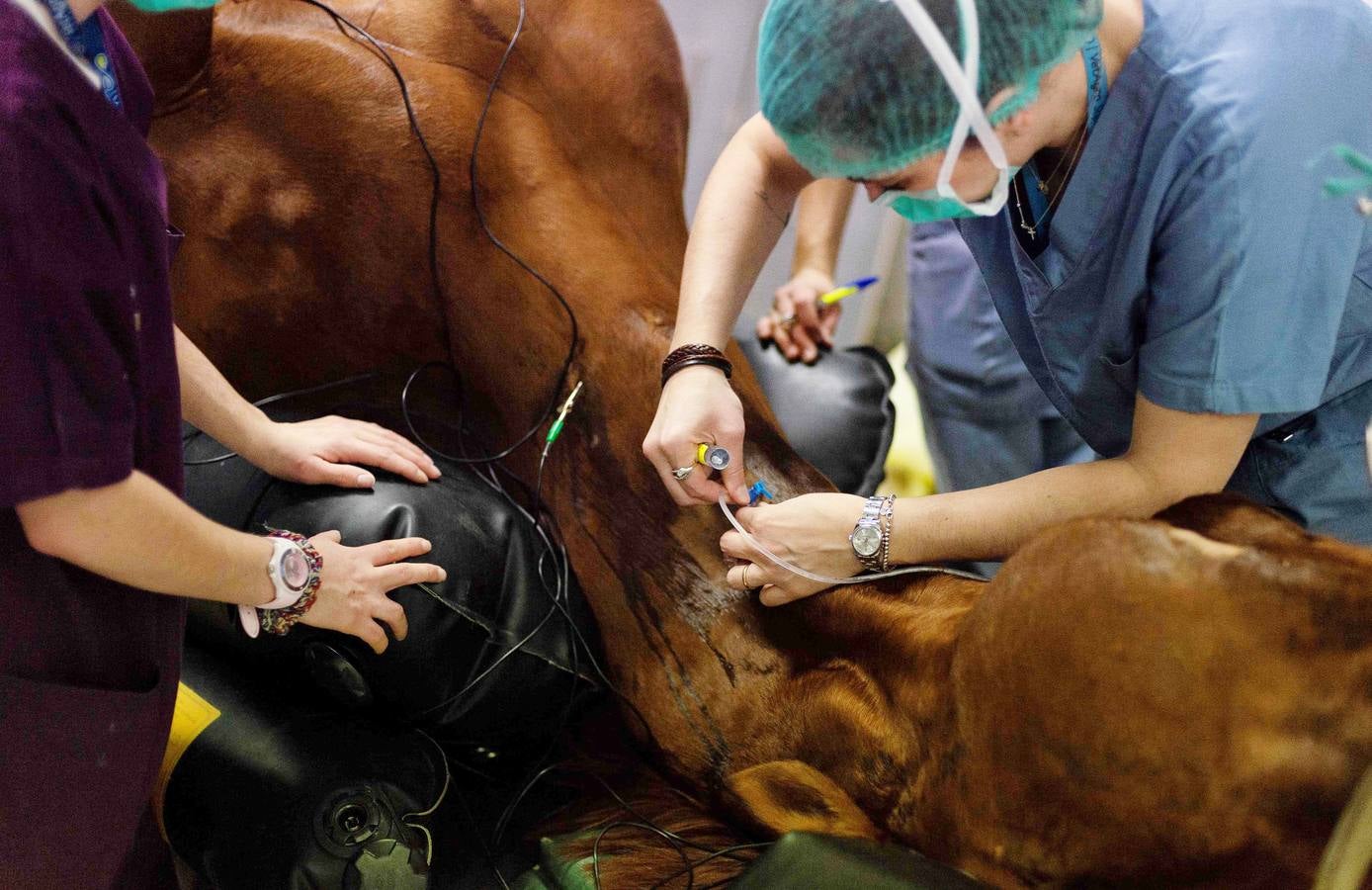 Cada año son hospitalizados unos 1.500 caballos en esta clínica creada en 1998, en Marcy-L'Etoile, cerca de Lyon. Los numerosos clientes de Clinequine, un centro-escuela veterinaria especializada en equinos, proceden de diferentes países, sobre todo de Suiza, Italia y España, y tiene pacientes muy diversos. Hay ejemplares de salto y de carreras que valen más de cuatro millones de euros, pero también atienden a burros y equinos de carga. Este año incluso han recibido un oso del zoo de Lyon. 