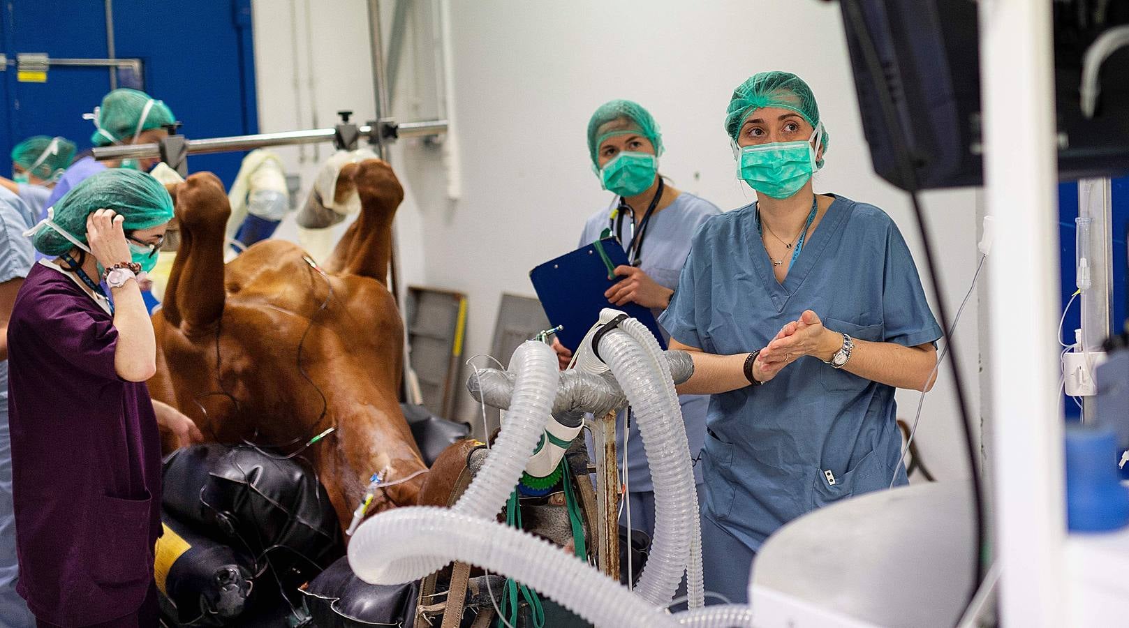 Cada año son hospitalizados unos 1.500 caballos en esta clínica creada en 1998, en Marcy-L'Etoile, cerca de Lyon. Los numerosos clientes de Clinequine, un centro-escuela veterinaria especializada en equinos, proceden de diferentes países, sobre todo de Suiza, Italia y España, y tiene pacientes muy diversos. Hay ejemplares de salto y de carreras que valen más de cuatro millones de euros, pero también atienden a burros y equinos de carga. Este año incluso han recibido un oso del zoo de Lyon. 