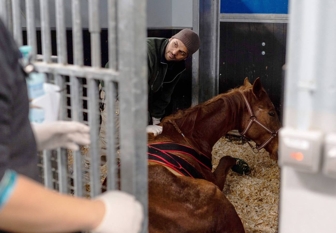 Cada año son hospitalizados unos 1.500 caballos en esta clínica creada en 1998, en Marcy-L'Etoile, cerca de Lyon. Los numerosos clientes de Clinequine, un centro-escuela veterinaria especializada en equinos, proceden de diferentes países, sobre todo de Suiza, Italia y España, y tiene pacientes muy diversos. Hay ejemplares de salto y de carreras que valen más de cuatro millones de euros, pero también atienden a burros y equinos de carga. Este año incluso han recibido un oso del zoo de Lyon. 