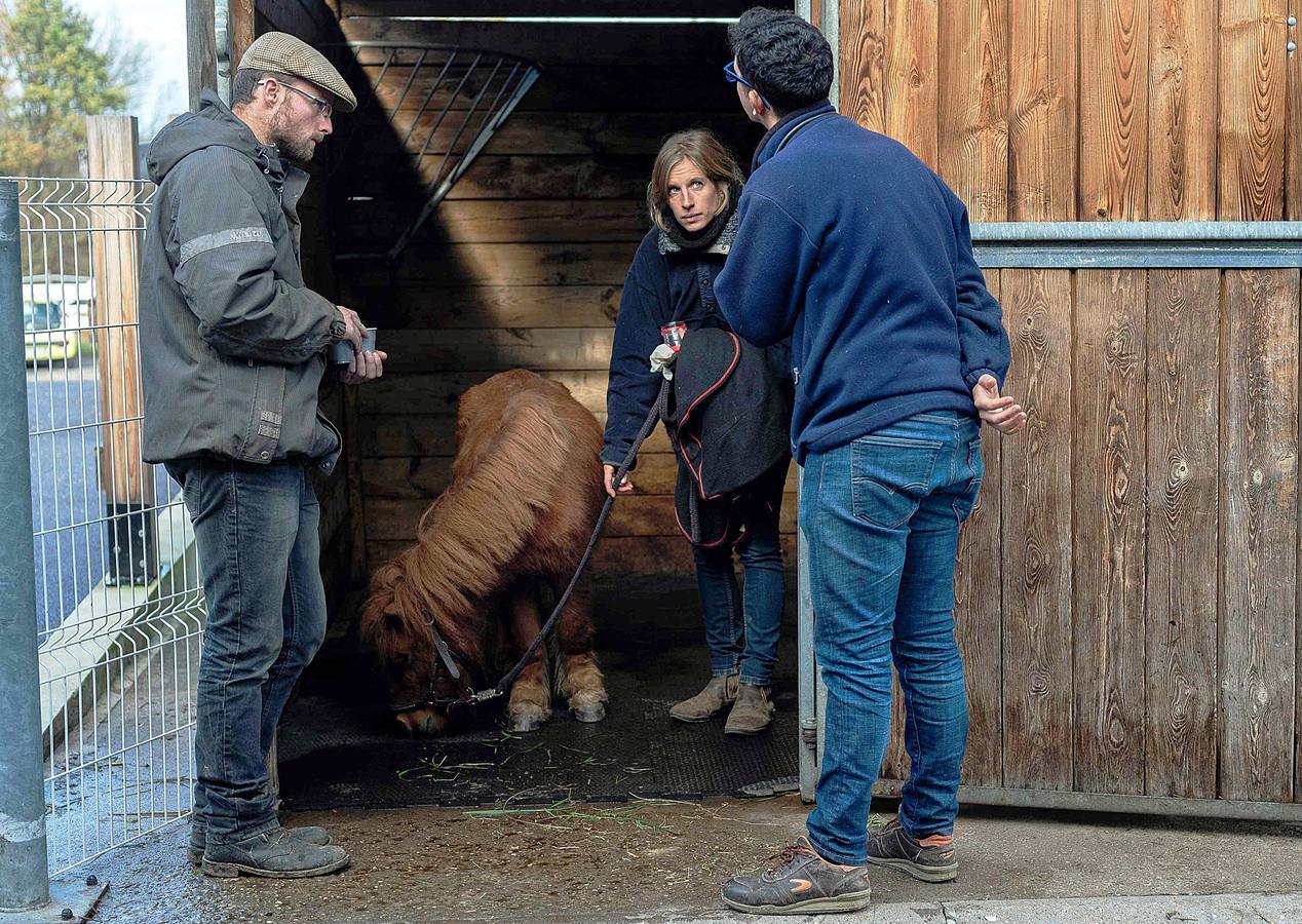 Cada año son hospitalizados unos 1.500 caballos en esta clínica creada en 1998, en Marcy-L'Etoile, cerca de Lyon. Los numerosos clientes de Clinequine, un centro-escuela veterinaria especializada en equinos, proceden de diferentes países, sobre todo de Suiza, Italia y España, y tiene pacientes muy diversos. Hay ejemplares de salto y de carreras que valen más de cuatro millones de euros, pero también atienden a burros y equinos de carga. Este año incluso han recibido un oso del zoo de Lyon. 