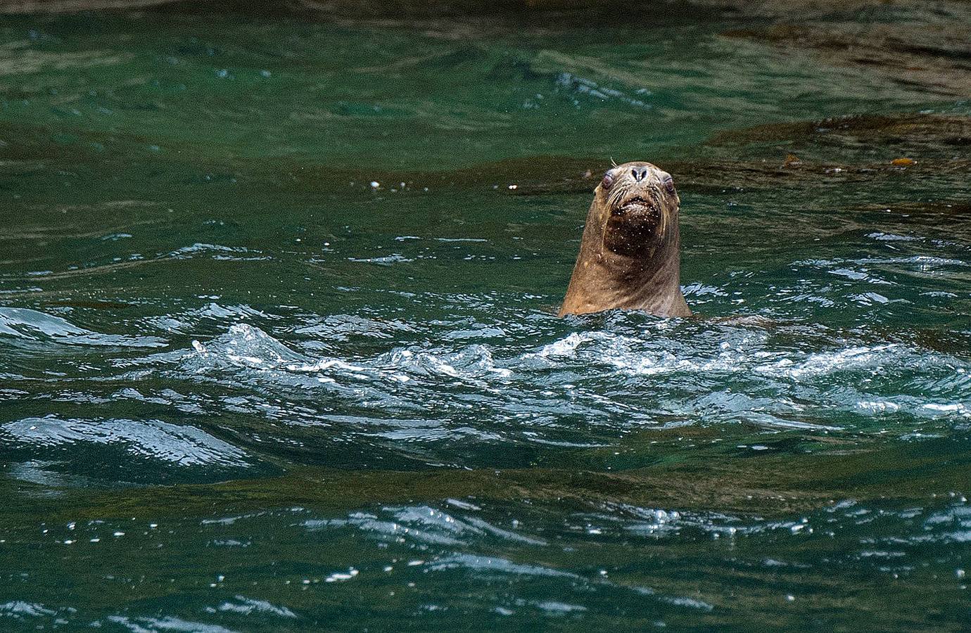 El fiordo Seno Ballena, en la región de Magallanes, al sur de Chile, es un verdadero laboratorio natural, único en el mundo. Un grupo de científicos analiza las características de sus aguas en estas fechas invernales con el objeto de conocer con detalle los efectos del cambio climático sobre diferentes organismos marinos. En las imágenes vemos el glaciar de Santa Inés y la isla de Carlos III, en Punta Arenas.