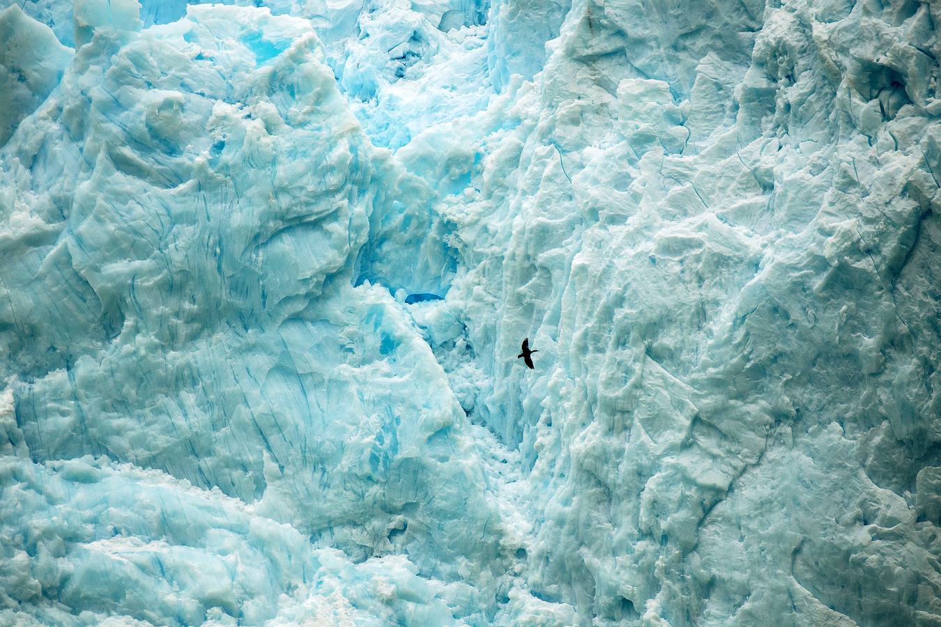 El fiordo Seno Ballena, en la región de Magallanes, al sur de Chile, es un verdadero laboratorio natural, único en el mundo. Un grupo de científicos analiza las características de sus aguas en estas fechas invernales con el objeto de conocer con detalle los efectos del cambio climático sobre diferentes organismos marinos. En las imágenes vemos el glaciar de Santa Inés y la isla de Carlos III, en Punta Arenas.