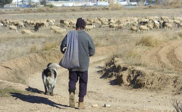 Un pastor guía a su rebaño en los alrededores de Zaragoza. 