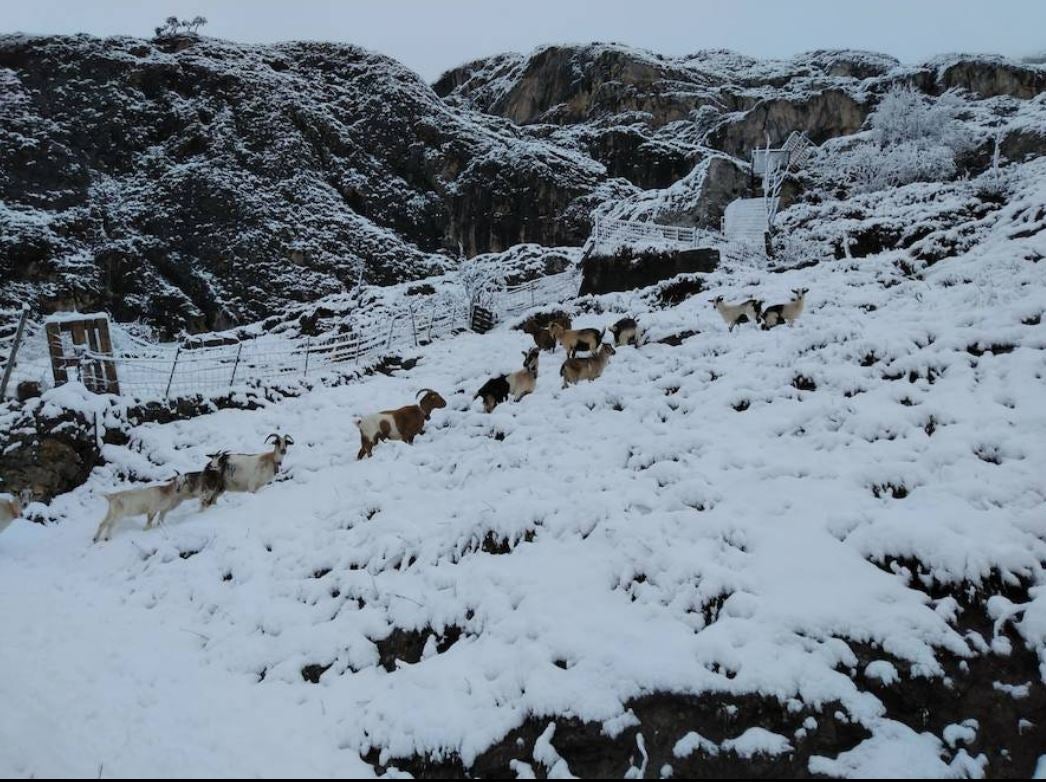 Asturias ha amanecido este martes cubierta de nieve.