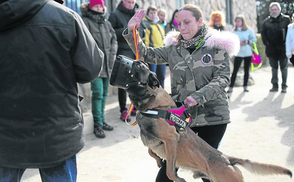 Lidia, 34 años, 'activa' a 'Bully', su pastor belga malinois, para que embista a un figurante con su bozal de impacto durante un entrenamiento.