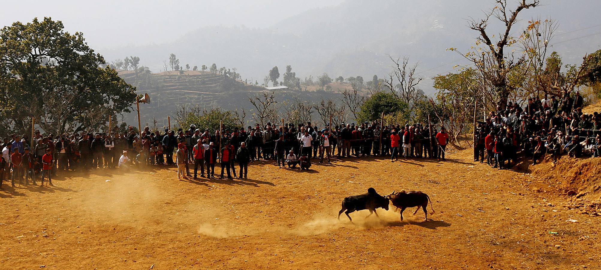 En la aldea nepalí de Talukachandani, en las estribaciones del Himalaya, los toros pelean para conmemorar el Maghesangranti, un festival centenario que anuncia el fin del invierno y el comienzo de los días más largos y cálidos del año. Para participar en esta celebración, los animales son alimentados con una dieta especial de arroz, huevos y lentejas a partir de los cinco meses. Las reglas establecen que la pelea termina cuando uno de los animales se cansa y deja de acometer a su oponente. El ganador recibe un premio de unos 25 euros.
