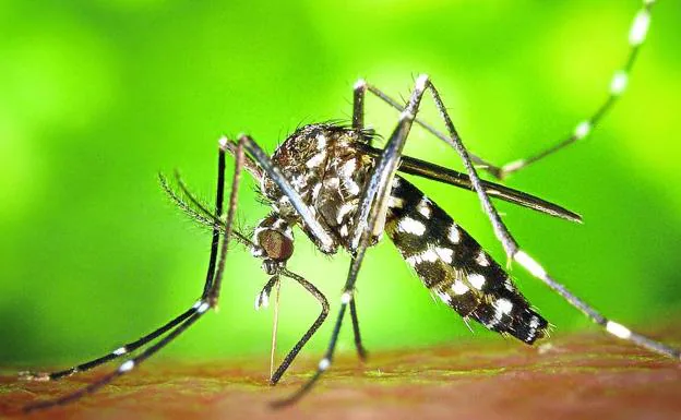 El mosquito 'Aedes' transmite dengue, zika y chikunguña.