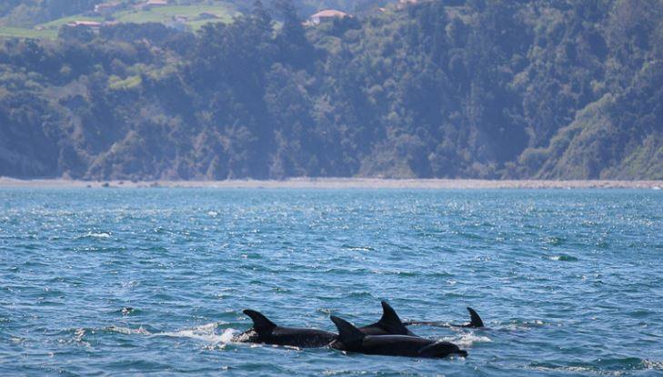 Delfines pasando frente a Urdaibai en 2013.