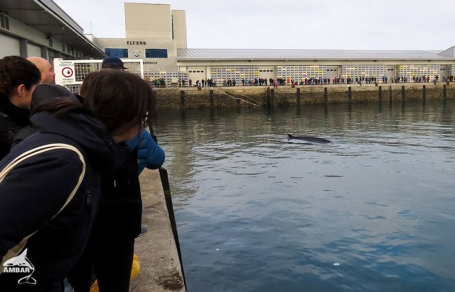 Puerto de Getaria. El 2 de enero de 2017 un calderon merodeó por la zona.