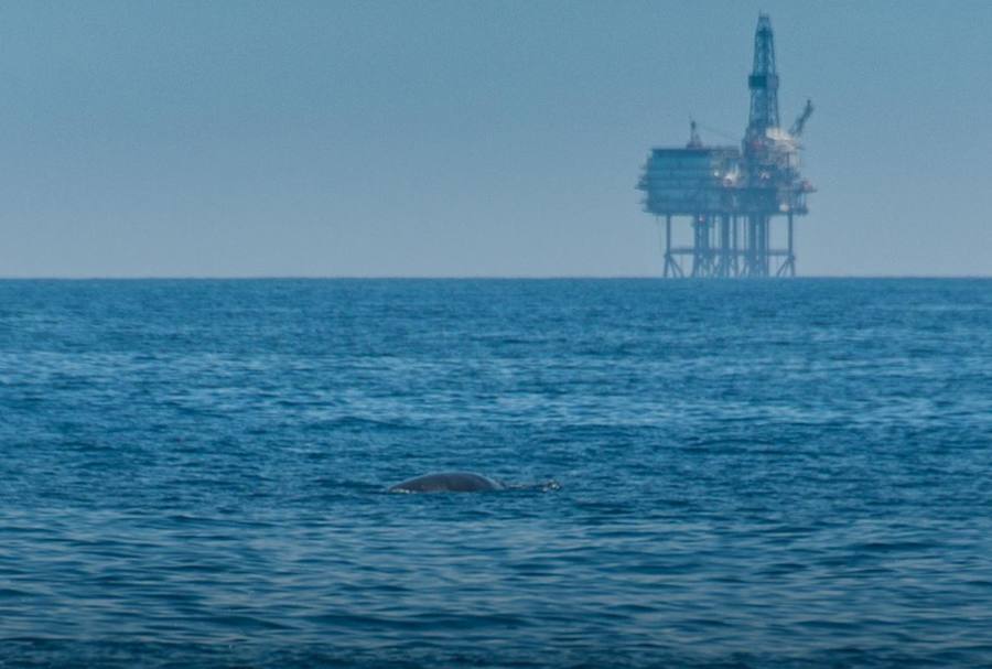 Cetáceos cerca de la planta de La Gaviota. Imagen tomada en 2012.