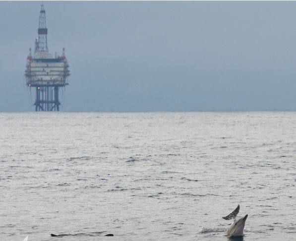 Un delfín, junto a La Gaviota.