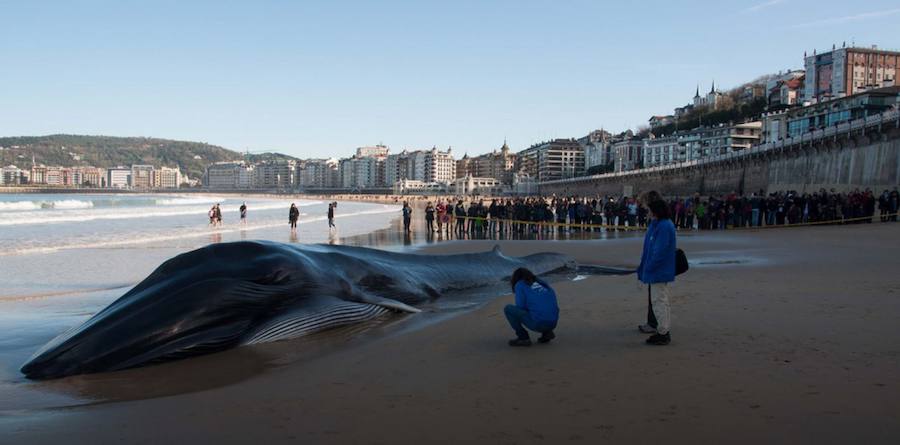 Un enorme rorcual común en La Concha, durante el Puente de diciembre de 2012.