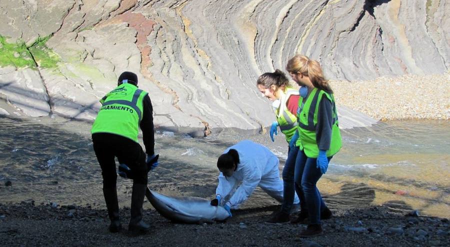 Una marsopa común quedó varada en Armintza el 19 de febrero de 2015. Era una hembra y fue sometida a una necropsia.
