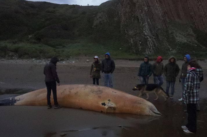 El 28 de abril de 2013 un zifio de Cruvier quedó varado en la playa de Arrietara (Sopelana).