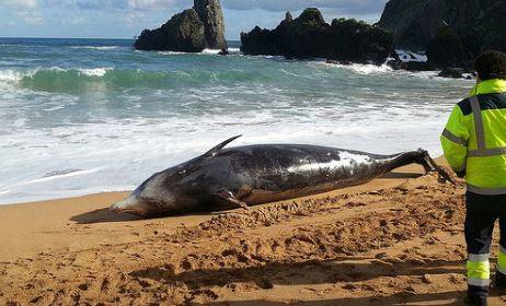 Un zifio de Cuvier en la playa de Laga. Fue en mayo de 2015.