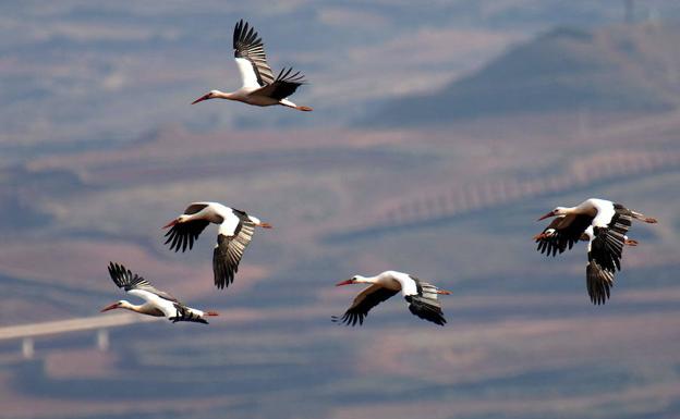 Una bandada de cigüeñas levanta el vuelo.