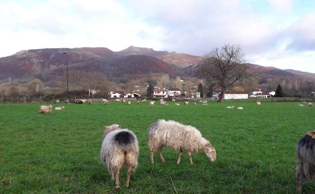 Ovejas en una pradera del camino.