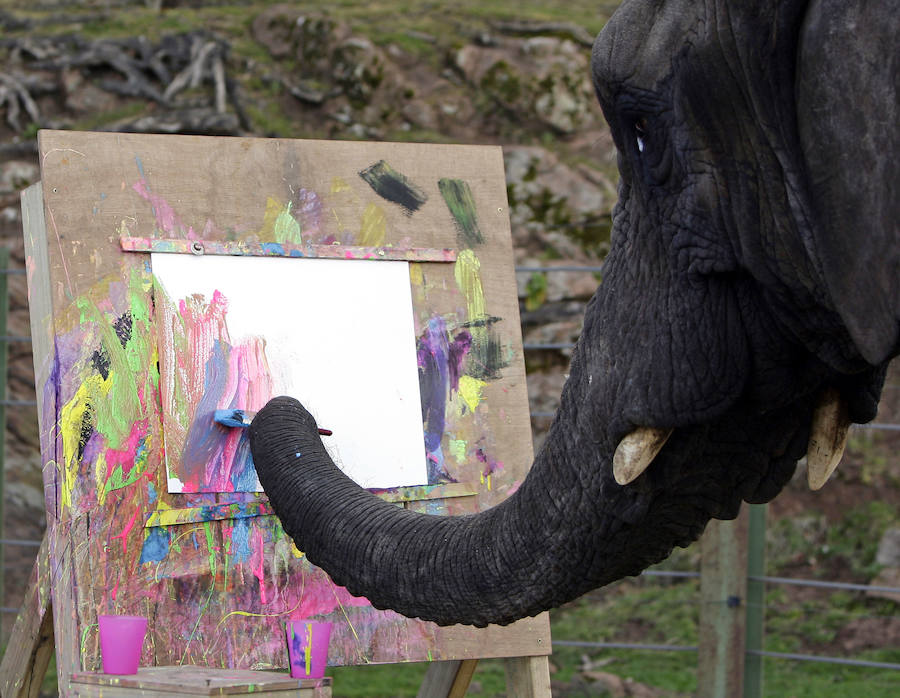 Noppakhao es un joven elefante al que le gusta pintar en la provincia de Ayutthaya en Bangkok.