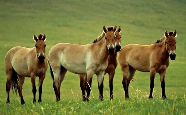 Los caballos de Przewalski son una especie salvada de la desaparición.