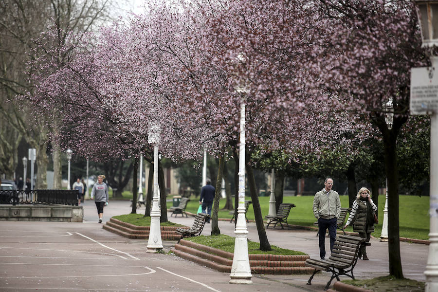 Ciruelos japoneses en el parque de Doña Casilda. 