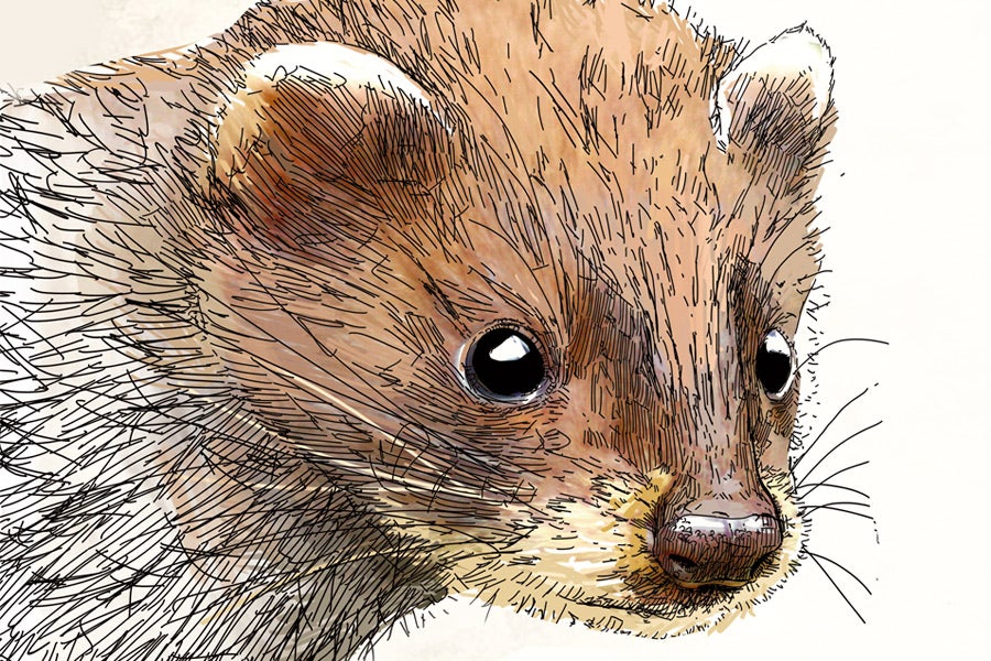 AMENAZADO: Visón europeo (Mustela lutreola). Se encuentra en una situación muy delicada. Su población ibérica, que comprende Burgos, Soria, País Vasco, Navarra y La Rioja se estima en unos 500 ejemplares. El proyecto Life lutreola está aportando resultados muy positivos para tratar de revertir la situación. El eje es el río Ebro y afluentes en Álava y pequeños ríos en Bizkaia, como el Butrón. Las causas de regresión de la especie son la alteración del hábitat, la caza no selectiva y la competencia del visón americano.