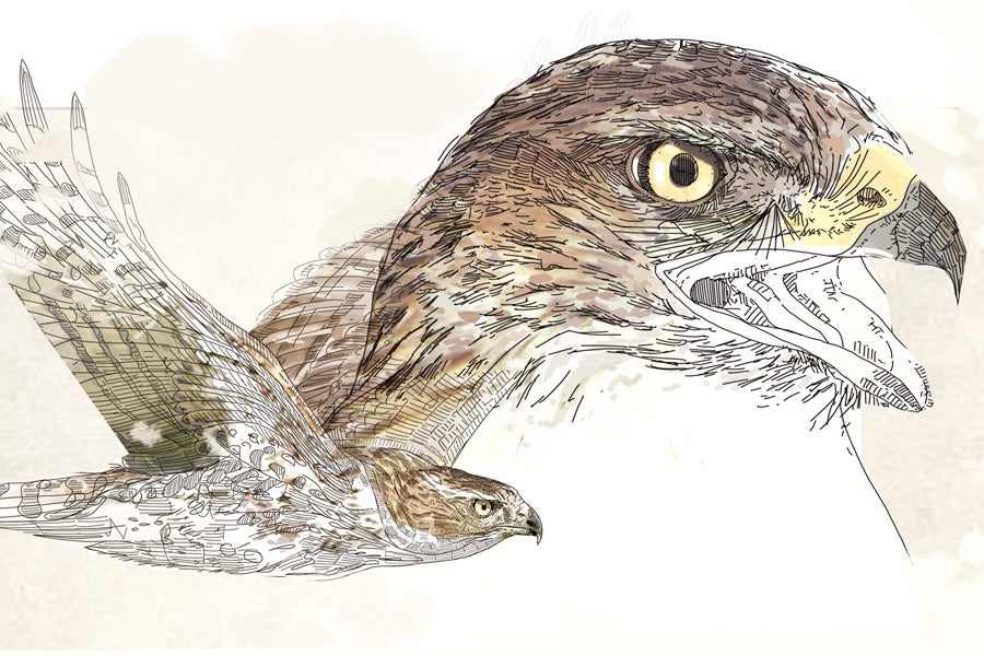 AMENAZADO. Águila perdicera o de Bonelli (Aquila fasciata). Se halla en regresión desde hace años. Además, son las que peor se reproducen, por culpa de las molestias humanas en las proximidades del nido y la baja disponibilidad de presas, como conejos. Sólo mantiene cría en Álava, aunque se están haciendo grandes esfuerzos (proyecto Aquila A-LIFE) para reintroducir ejemplares y corregir el factor de mortalidad juvenil más grave, la electrocución con tendidos eléctricos.