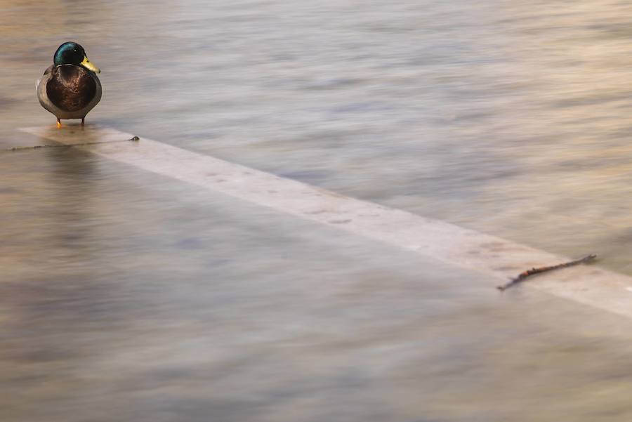 Finalista categoría 'Barakaldo, un entorno natural'. 'EN SU HÁBITAT'. Autor: Jon Gomez Vega