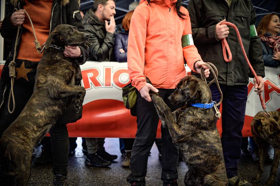 Concurso de perros, agricultura ecológica y talos en la tradicional cita de la localidad de la Margen Izquierda