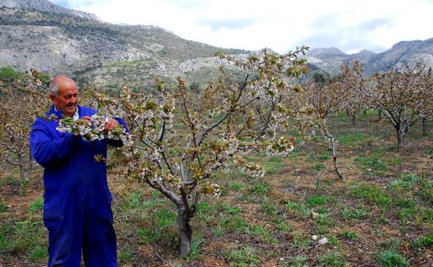 Un campesino revisa sus árboles.