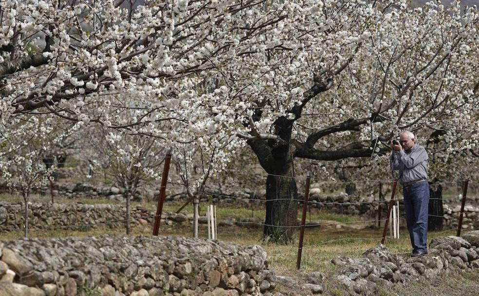Doce lugares para disfrutar de las flores de los cerezos | El Correo