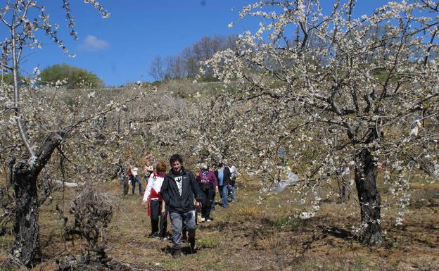 Un grupo de excursionistas recorre una plantación en Salamanca.