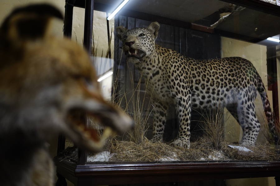 Cabeza de zorro en primer plano y leopardo africano.