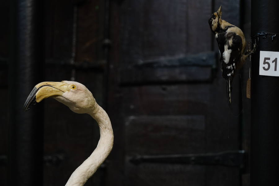 Flamenco y pájaro carpintero.