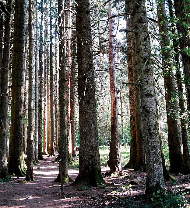 Enormes abetos de Izaieta que superan los 40 metros. 