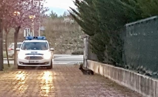 El corzo ha aparecido junto a unas casas unifamiliares del barrio de Ibaiondo, en Vitoria.