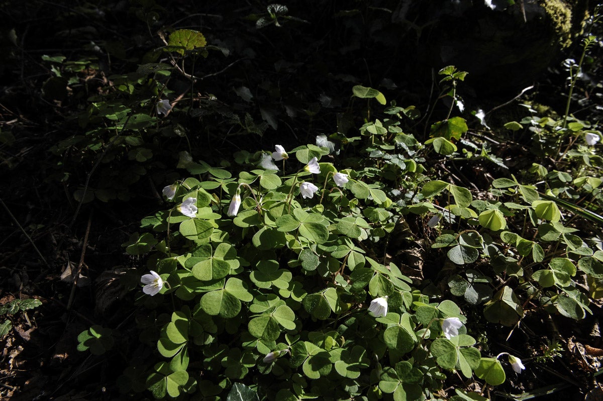Manto vegetal en el sotobosque.