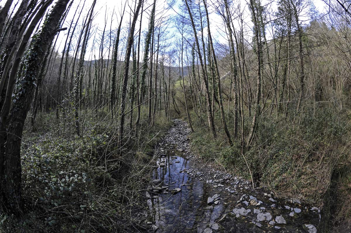 Árboles jóvenes a lo largo del arroyo.
