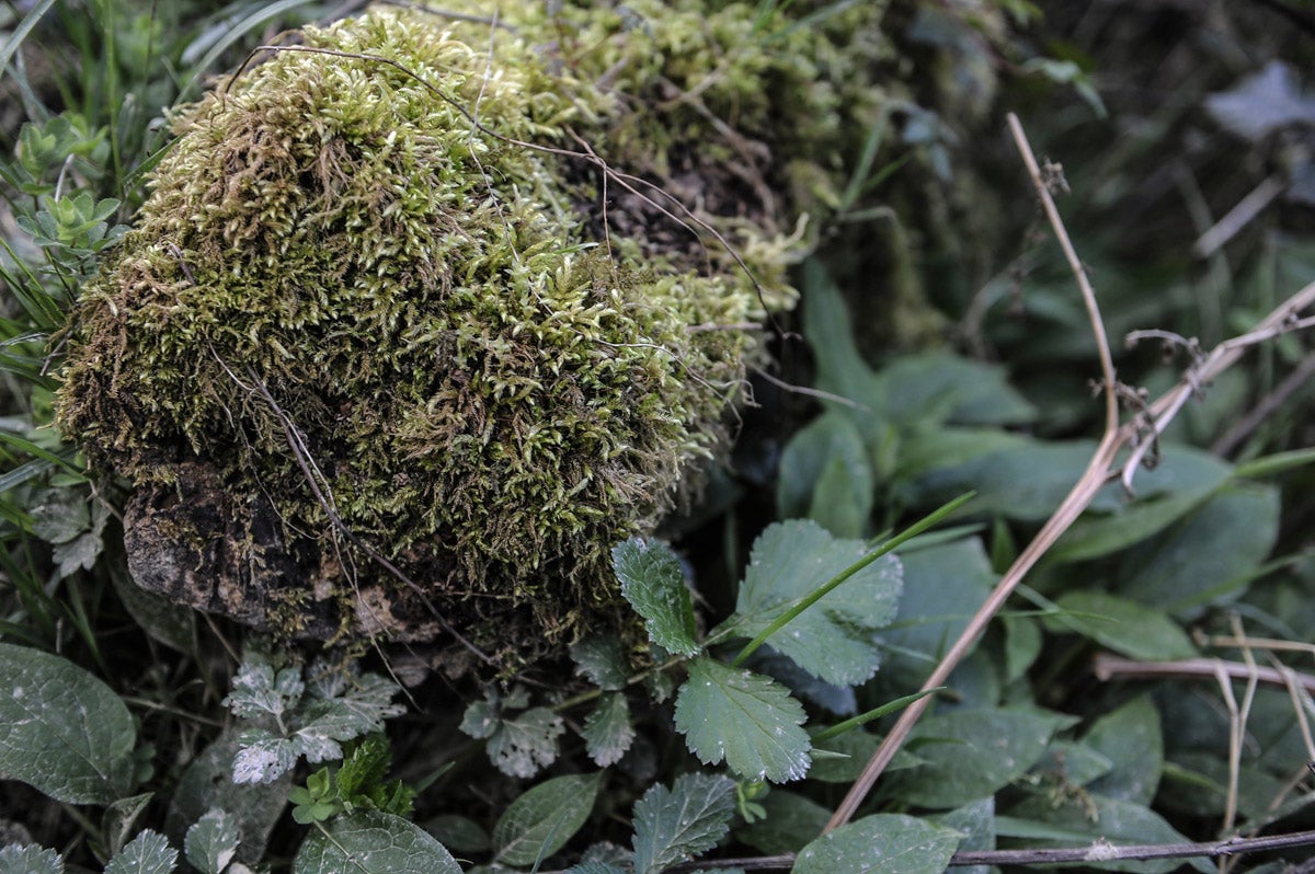 Distintas especies vegetales, en Bolintxu.